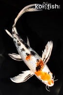 9.5" YAMATO NISHIKI BUTTERFLY