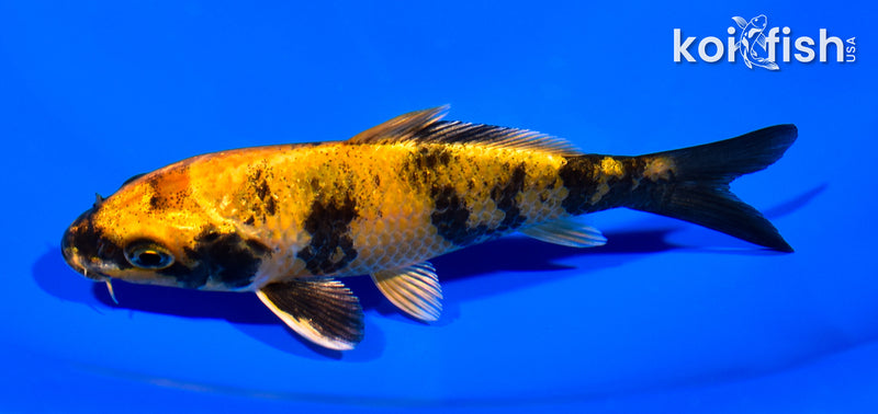 5.25" KIN KI UTSURI