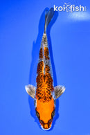 7.5" GINRIN BENI GINGA