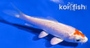 4.25" HARIWAKE