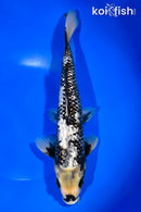 11.25" GINRIN MATSUKAWABAKE