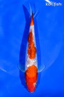 6.5" GINRIN SANDAN KOHAKU