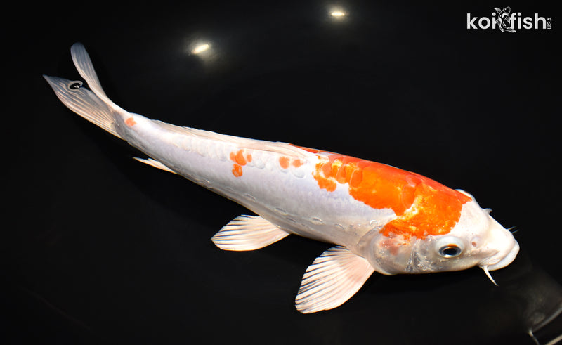 11.5" KIKUSUI