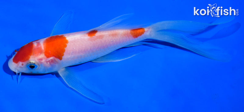 5.5" KOHAKU BUTTERFLY