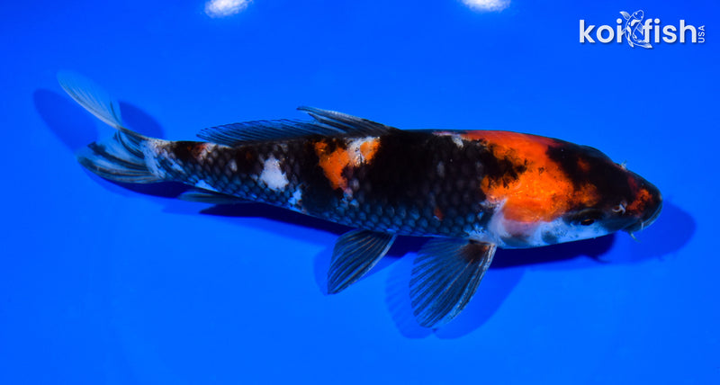 7.25" SHOWA