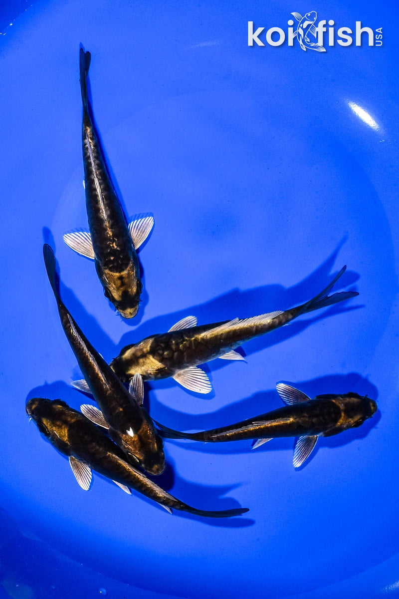 PACK OF (5) 4.25"-5" KABUTO KOI