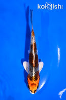 5" BENI GINGA