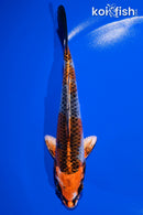6.75" KUJAKU