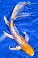 8" GINRIN HARIWAKE BUTTERFLY