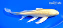 8.5" GINRIN YAMABUKI OGON BUTTERFLY