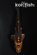 5.25" BENI KIKOKURYU