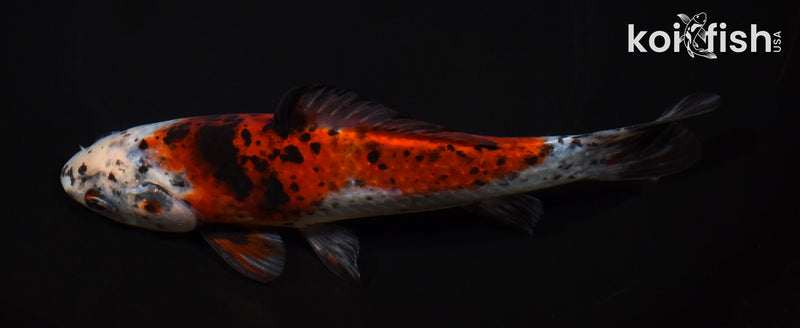 7.25" SHUBUNKIN GOLDFISH