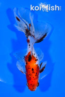 6.75" CALICO WATONAI GOLDFISH