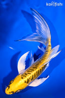 6.75" DOITSU KUJAKU BUTTERFLY