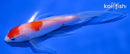 5.25" KOHAKU BUTTERFLY