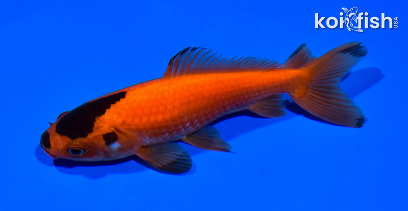 5.25" WAKIN GOLDFISH