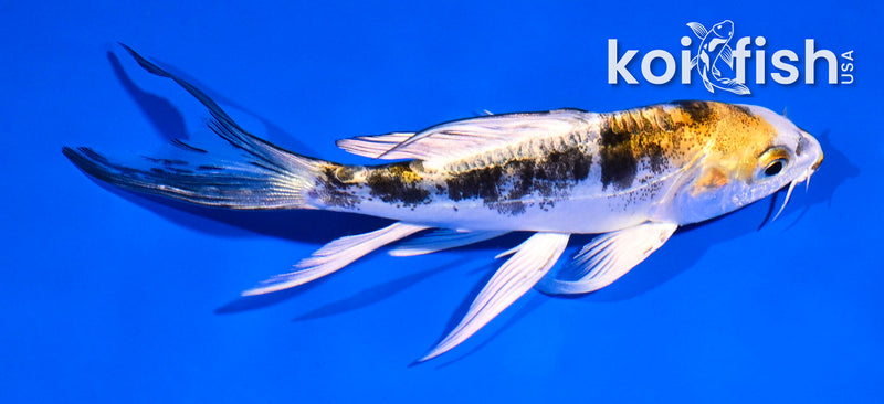 5' HEISEI NISHIKI BUTTERFLY