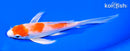 6" HARIWAKE BUTTERFLY