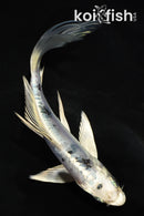 5.5" DOITSU GIN SHIRO BEKKO