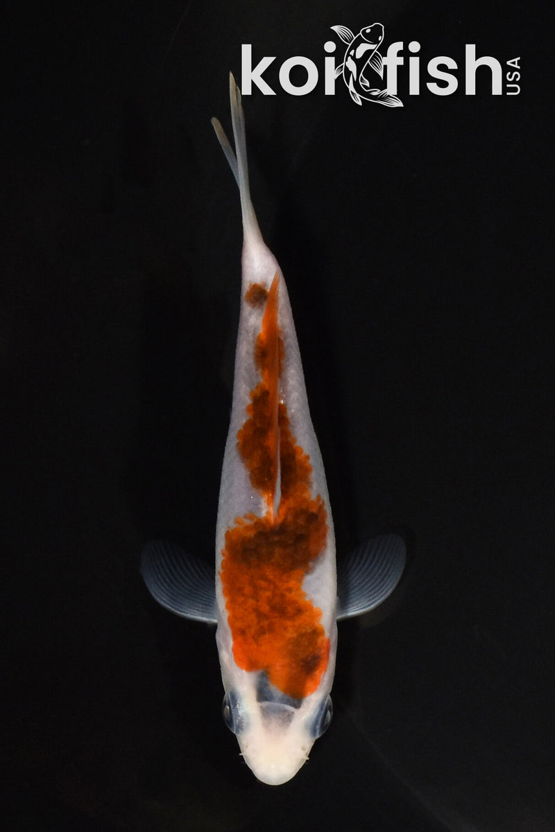 3.75" INAZUMA GOROMO