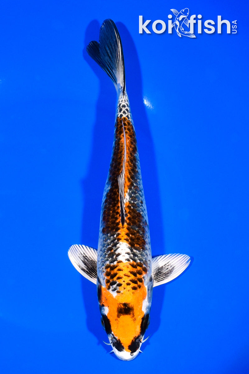 8.25" KUJAKU