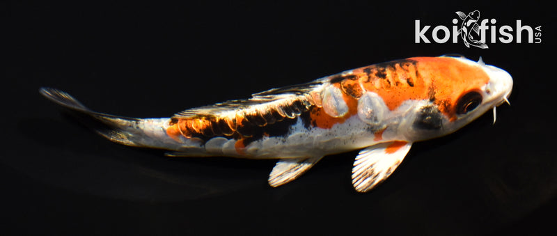 5" HEISEI NISHIKI