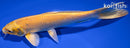 7.5" YAMABUKI OGON