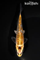 6.25" GINRIN KUJAKU