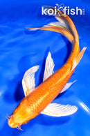 7.5" ORENJI OGON BUTTERFLY