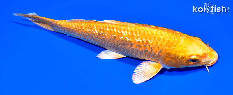 7.75" GINRIN ORENJI OGON