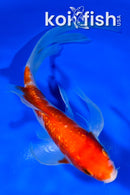 6.75" GINRIN KOHAKU BUTTERFLY