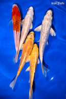 PACK OF (5) 5-6" GINRIN STANDARD KOI