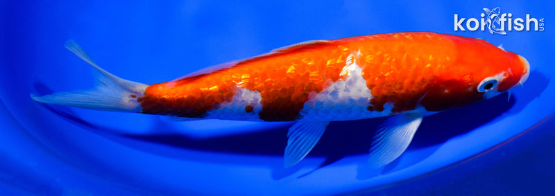8.25" GINRIN KOHAKU