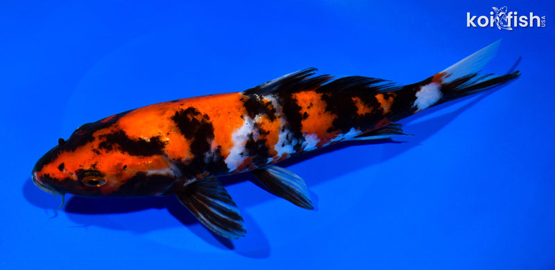 9.5" HI SHOWA