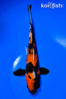 8.75" SHOWA