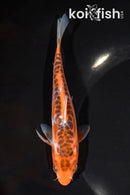 5.75" ARAGOKE HI SHUSUI