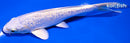 6.75" GINRIN PLATINUM OGON