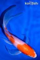 5.75" KOHAKU BUTTERFLY
