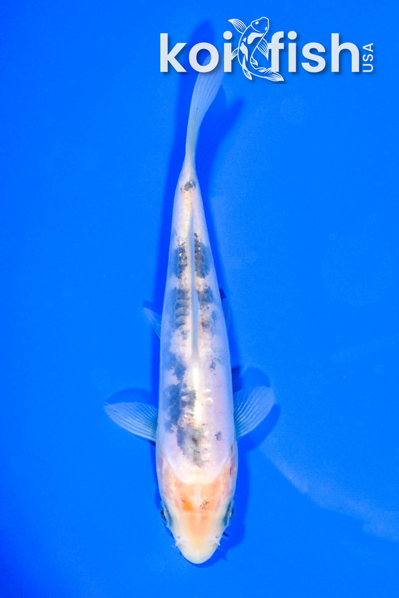 5.25" DOITSU SANKE