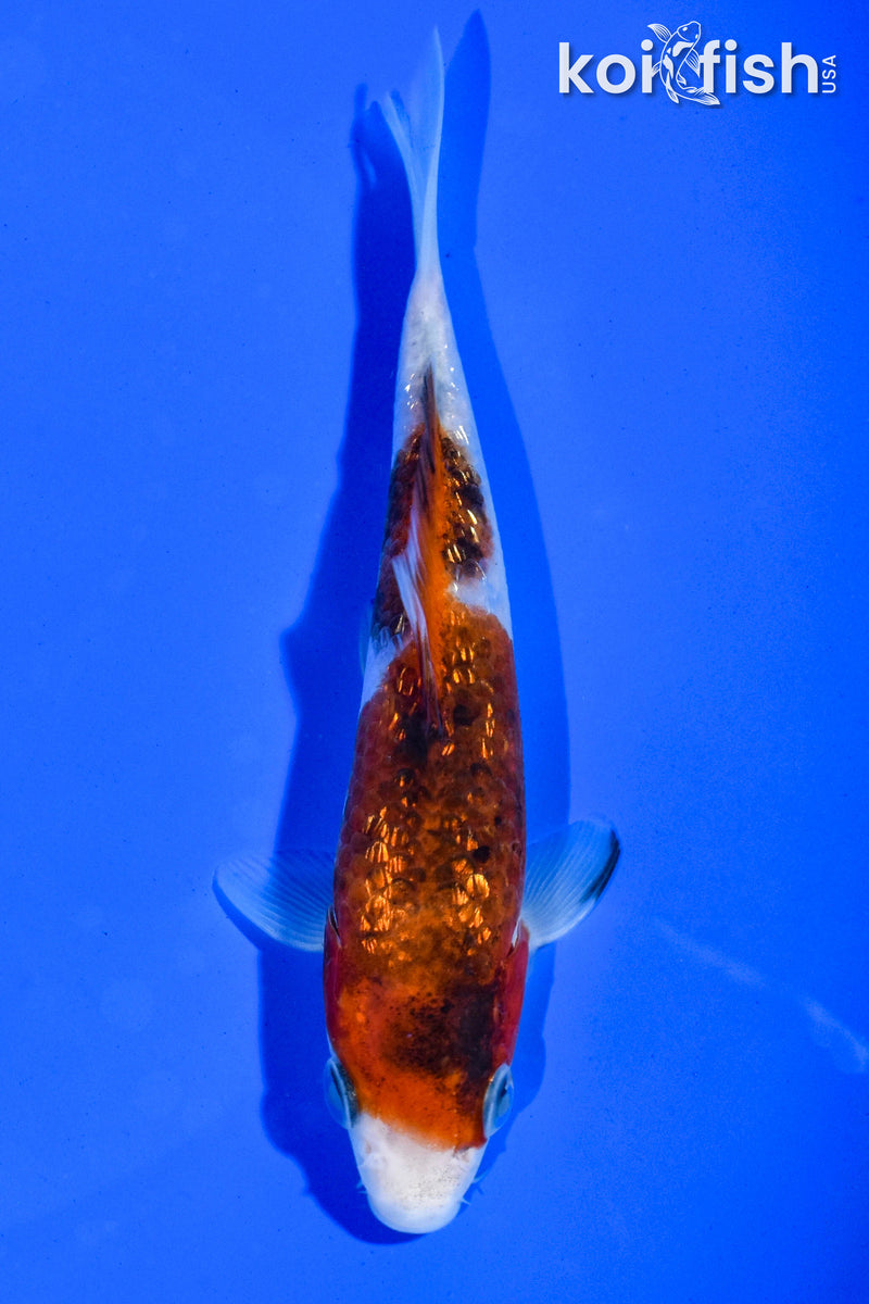 5" GINRIN GOROMO