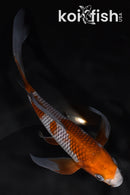 6.75" OCHIBA SHIGURE BUTTERFLY