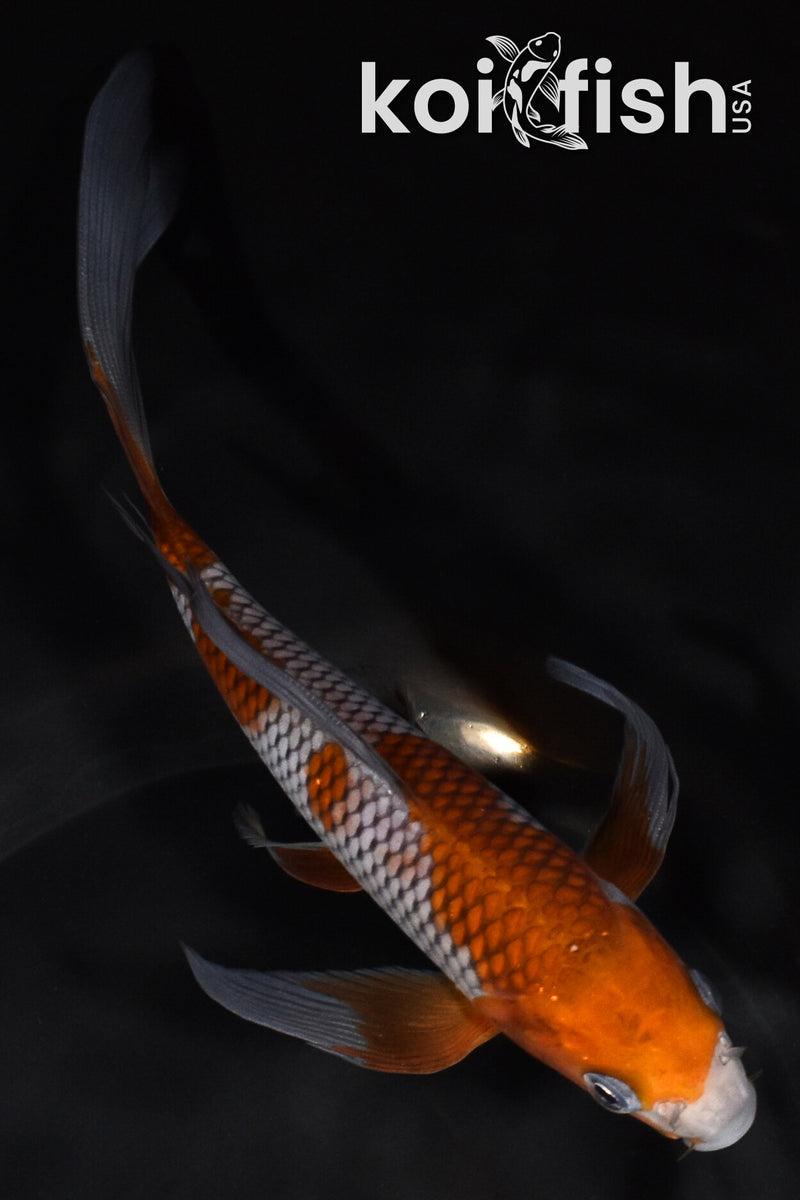 6.75" OCHIBA SHIGURE BUTTERFLY