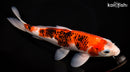 10.75" AI GOROMO
