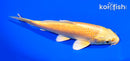 5.75" YAMABUKI OGON