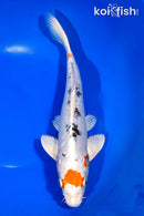 11.25" HEISEI NISHIKI