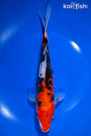 9" DOITSU SANKE