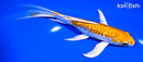 7.5" KIKUSUI BUTTERFLY