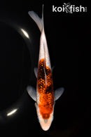 7.75" GINRIN GOROMO