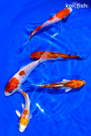 PACK OF (5) 4-5" STANDARD KOI