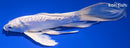 7.5" DOITSU PLATINUM OGON BUTTERFLY